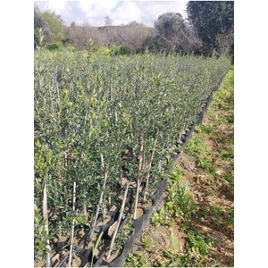 Torbalı 2 Yaş Bodur Arbequeinea Ispanyol Zeytin Fidanı