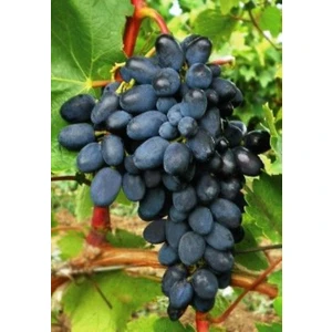 Horoz Karası Siyah Üzüm Fidanı 1-2 Yaş Arası Tüplü