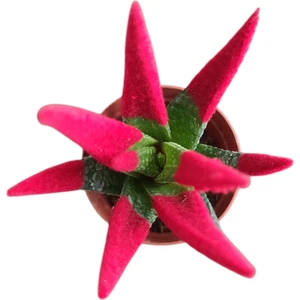 Smyrna Garden Kırmızı Sukulent - 5,5 cm Saksıda - Haworthia Succulent - Canlı - Özel Boyalı