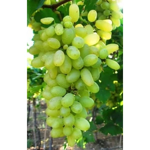 K-7 Çekirdeksiz Yeşil-Sarı Üzüm Fidanı 1-2 Yaş Arası