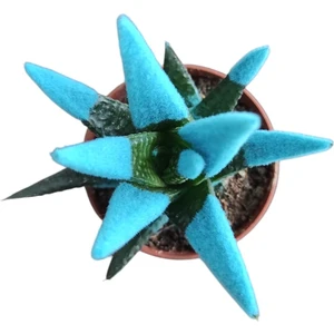 Smyrna Garden Mavi Sukulent - 5,5 cm Saksıda - Haworthia Succulent - Canlı - Özel Boyalı