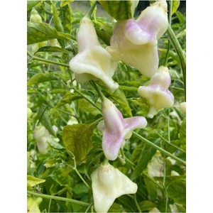 Ayc Botanik 10 Adet White Baccatum Premium Biber Tohumu
