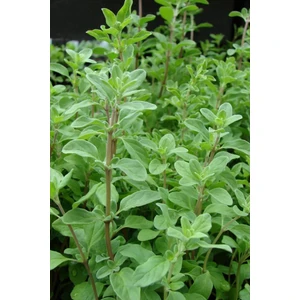 Ayc Botanik Doğal Izmir Dağ Kekiği Tohumu / 20 Adet Tohum