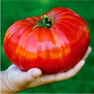 Ayc Botanik 20 Adet Beefsteak Domates Tohumu