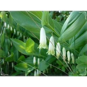 Ayc Botanik 5 Adet Solomon's Seal Tohumu