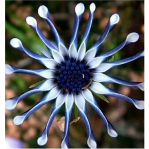 Nadir Ithal Dev Mavi Papatya Tohumu 5 Adet Tohum Çiçek Tohumu