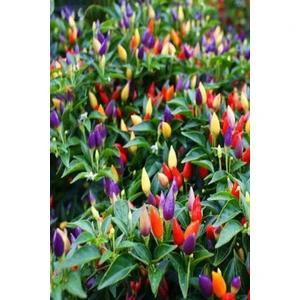 Ayc Botanik Renkli Acı Süs Biberi Tohumu 20 Adet Tohum