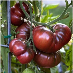 Ayc Botanik 10 Adet Siyah Kırım Domates Tohumu