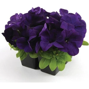 Ayc Botanik 10 Adet Petunia Isabel Tohumu