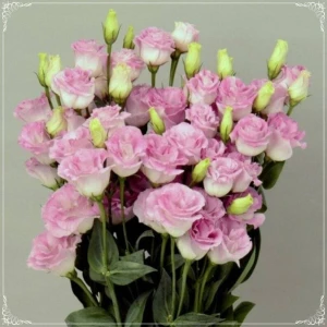 Ayc Botanik 5 Adet Papillon Pink Blush Lisianthus Tohumu