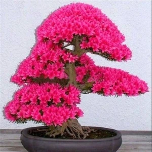 Ayc Botanik Japon Sakura Bonsai Ağacı Tohumu 10 Adet