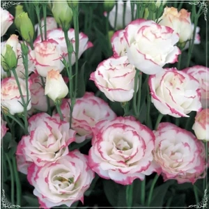 Ayc Botanik 5 Adet Multicolored Pink Picotee Lisianthus Tohumu