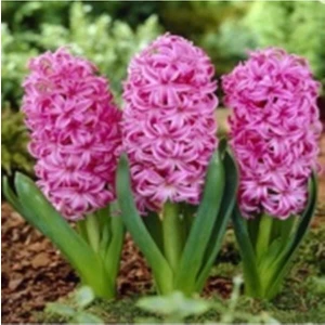 Ayc Botanik Pembe Sümbül Tohumu