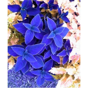 Ayc Botanik 20 Adet Mavi Renkli Kolyos Çiçeği Tohumu