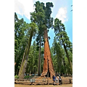 Ayc Botanik 10 Adet Dev Sekoya Ağacı Tohumu