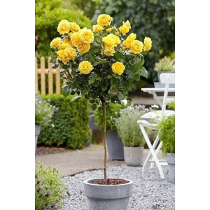 Ayc Botanik Sarı Gül Ağacı Tohumu / 5 Adet Tohum