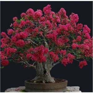 Ayc Botanik Mersin Bonzai Ağacı Tohumu 5 Adet Bonsai Ağacı Tohumu