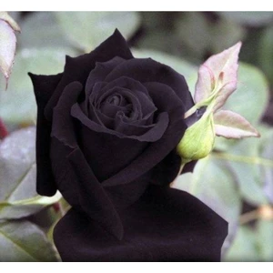 Ayc Botanik 5 Adet Kara Gül Tohumu