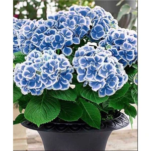 Ayc Botanik Ebruli Mavi Ortanca Çiçeği Tphumu- 10 15 Adet