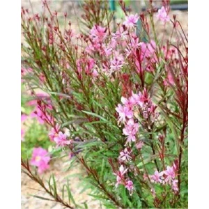 Ayc Botanik 20 Adet Pink Gaura Whırlıng Butterflıes Tohumu