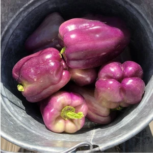 Ayc Botanik 20 Adet Sweet Sunrise Mor Dolmalık Biber Tohumu