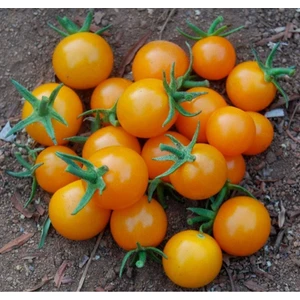 Ayc Botanik 20 Adet Golden Cherry Domates Tohumu