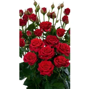 Ayc Botanik 10 Adet Kırmızı Renkli Gül Çiçeği Tohumu