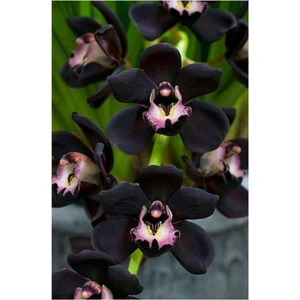 Ayc Botanik 10 Adet Nadir Siyah Orkide Tohumu