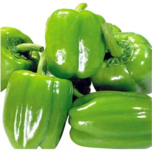Ayc Botanik 20 Adet Yeşil Dolmalık Biber Tohumu