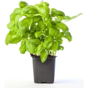 Ayc Botanik Geniş Yaprak Yeşil Reyhan Tohumu 100 Adet Tohum Fesleğen