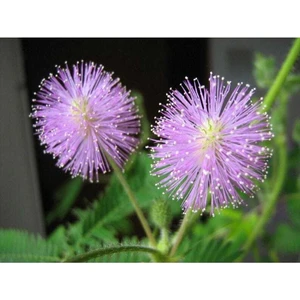 Ayc Botanik 10 Adet Mımosa / Sensıtıve Plant / Touch Me Not Tohumu