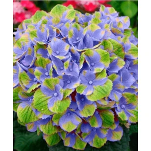 Ayc Botanik 15 Adet Özel Renkli Ithal Ortanca Çiçeği Tohumu