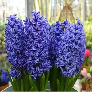 Ayc Botanik 10 Adet Mor Sümbül Tohumu