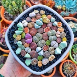 Ayc Botanik Lithops Taş Çiçek Tohumu 15 Adet