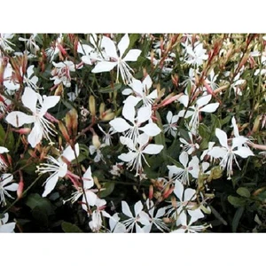 Ayc Botanik 10 Adet White Gaura Whırlıng Butterflıes Tohumu