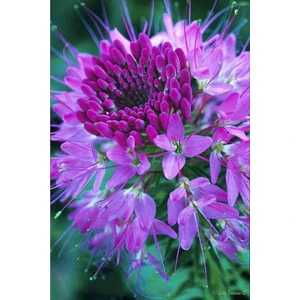 Ayc Botanik 10 Adet Native Rocky Mountain Bee Plant Tohumu