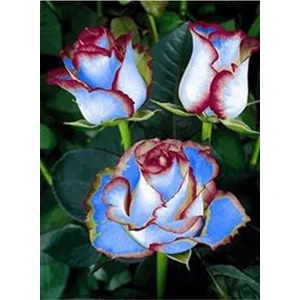 5 Adet Mavi Hipnoz Gül Tohumu