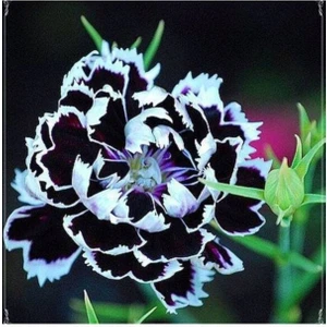 Ayc Botanik 10 Adet Dianthus Heddewigii Black White Carnation Tohumu