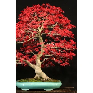Ayc Botanik Bonsai Ağaci Tohumu 5 Adet