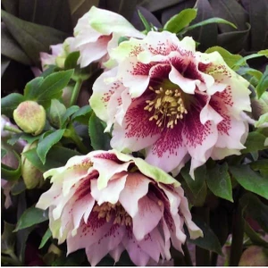 Ayc Botanik 5 Adet Noel Gülü Tohumu