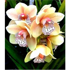 Ayc Botanik Sarı Çilli Orkide Tohumu 10 Adet