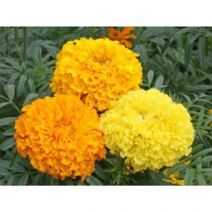 Ayc Botanik 10 Adet Heirloom African Crackerjack Marigold Tohumu