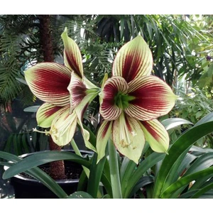 Ayc Botanik 10 Adet Çift Renk Amaryllis Vittata Tohumu