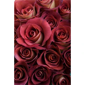 Ayc Botanik 5 Adet Leonidas Gül Tohumu