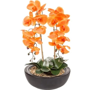 Ayc Botanik 10 Adet Turuncu Orkide Tohumu