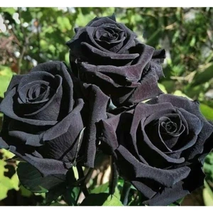 Ayc Botanik 5 Adet Siyah Gül Tohumu