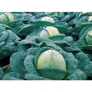 Ayc Botanik Agrobazaar Beyaz Lahana 250+ Tohum