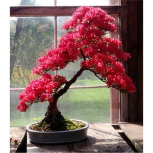 Ayc Botanik Pembe Yapraklı Bonsai Ağacı Tohumu-10 Adet