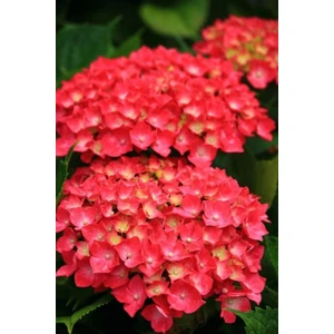 Ayc Botanik 15 Adet Kırmızı Renkli Ortanca Çiçeği Tohumu