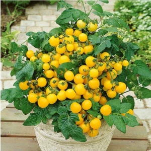 Ayc Botanik 20 Adet Yellow Micro Dwarf Domates Tohumu